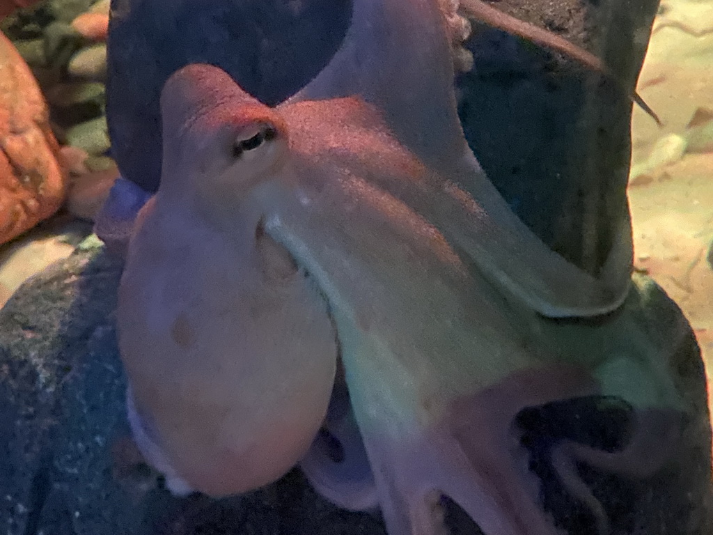 Octopus at the Sea Life Porto