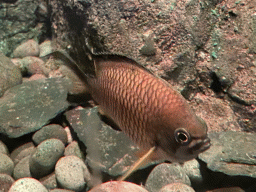 Fish at the Sea Life Porto