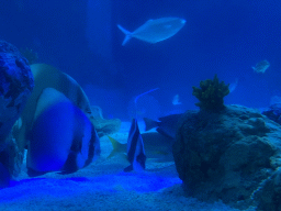 Fishes at the Sea Life Porto