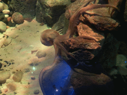 Octopus at the Sea Life Porto