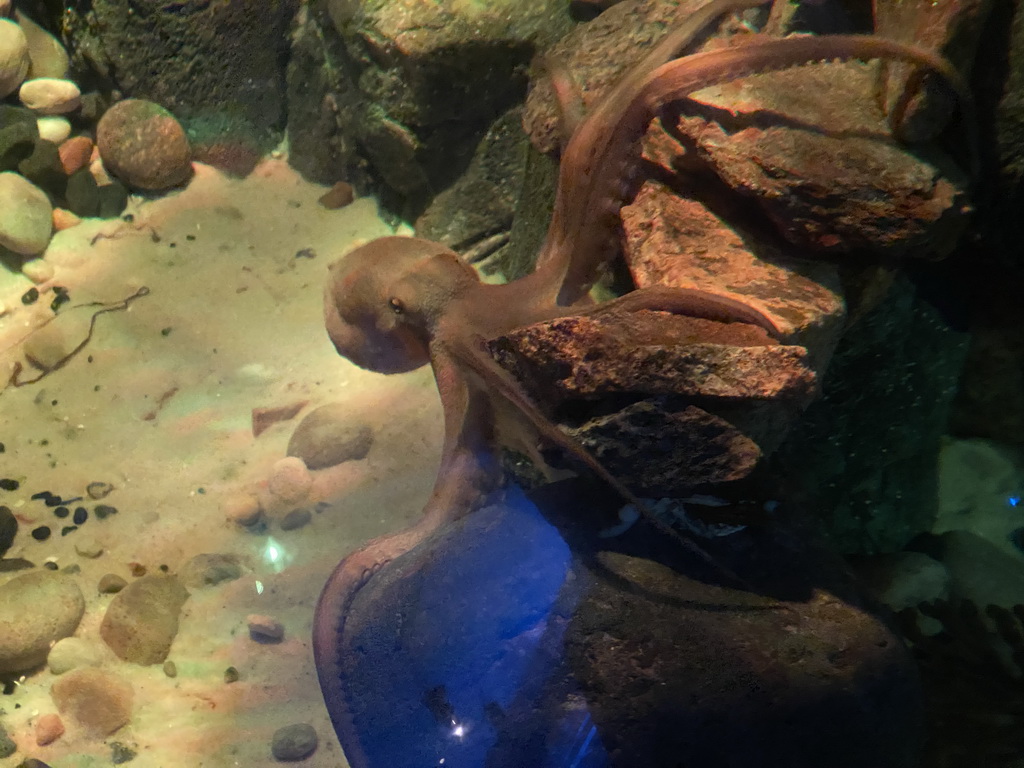 Octopus at the Sea Life Porto