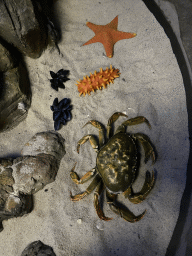Crab, Starfish and other shellfish at the Sea Life Porto