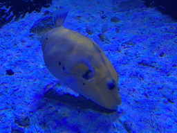 Fish at the Sea Life Porto