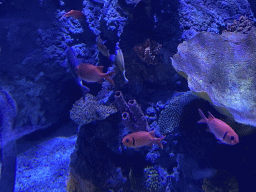 Fishes and coral at the Sea Life Porto