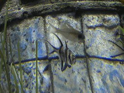 Fishes at the Sea Life Porto