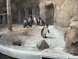 Humboldt Penguins at the Penguin Island at the outdoor area at the Sea Life Porto