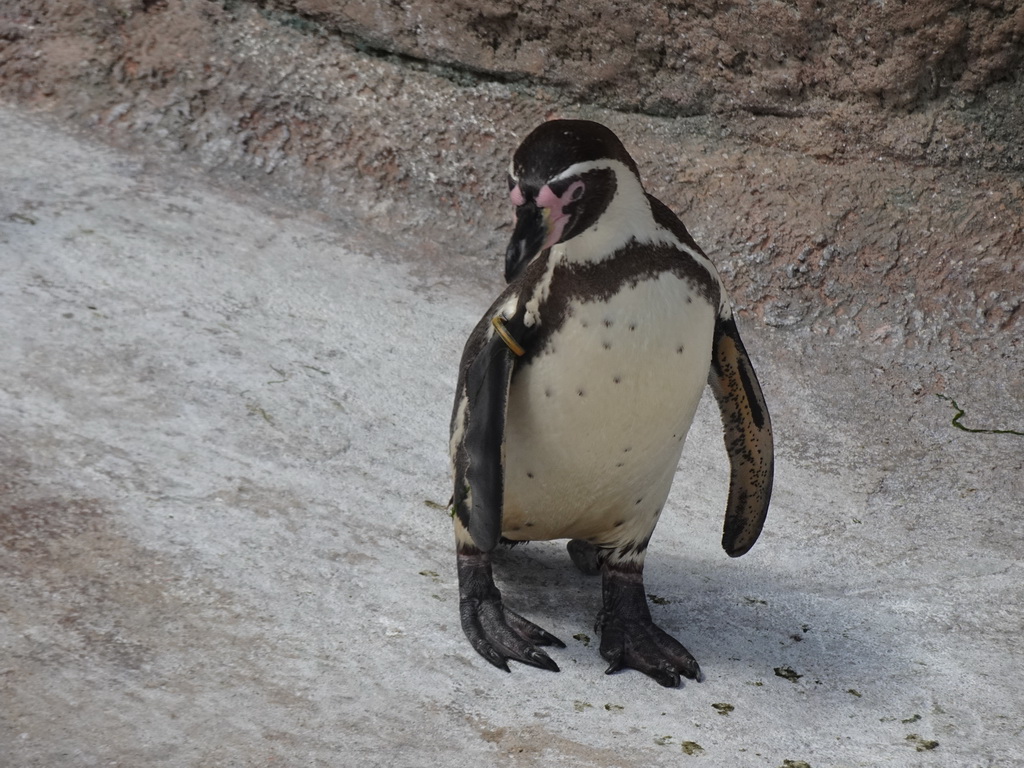 Humboldt Penguin at the Penguin Island at the outdoor area at the Sea Life Porto