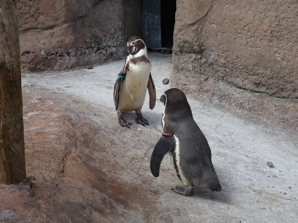 Humboldt Penguins at the Penguin Island at the outdoor area at the Sea Life Porto