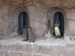 Humboldt Penguins at the Penguin Island at the outdoor area at the Sea Life Porto