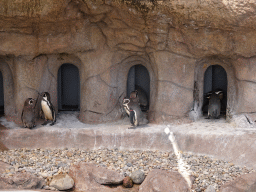 Humboldt Penguins at the Penguin Island at the outdoor area at the Sea Life Porto