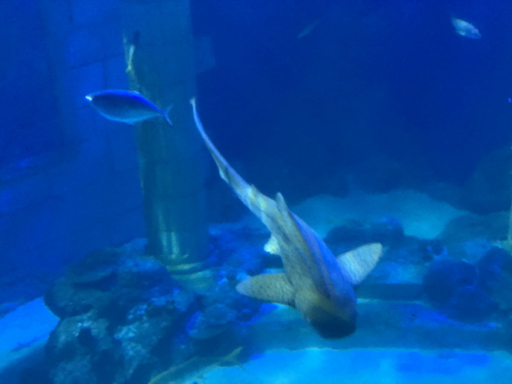 Fishes at the Sea Life Porto