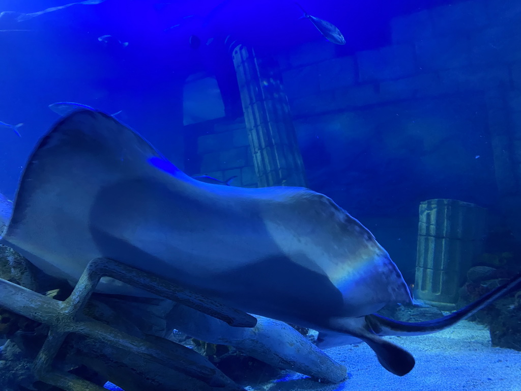 Stingray and other fishes at the Sea Life Porto