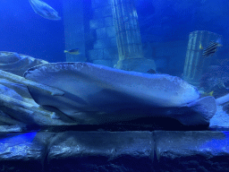 Stingray and other fishes at the Sea Life Porto