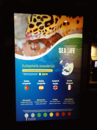 Explanation on the Leopard Gecko at the Sea Life Porto
