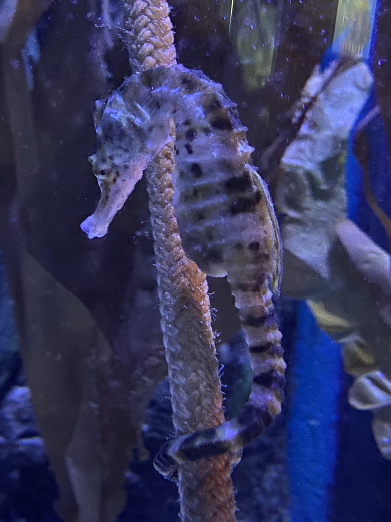 Seahorse at the Sea Life Porto