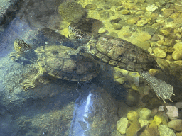 Map Turtles at the Sea Life Porto