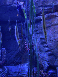 Razorfishes at the Sea Life Porto