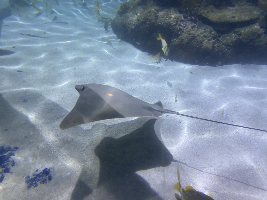 Stingray and other fishes at the Sea Life Porto