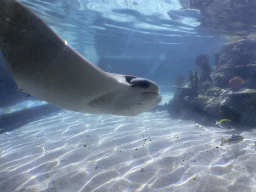 Stingray and other fishes at the Sea Life Porto