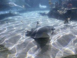 Stingrays and other fishes at the Sea Life Porto