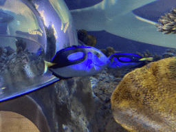 Blue Tangs at the Sea Life Porto