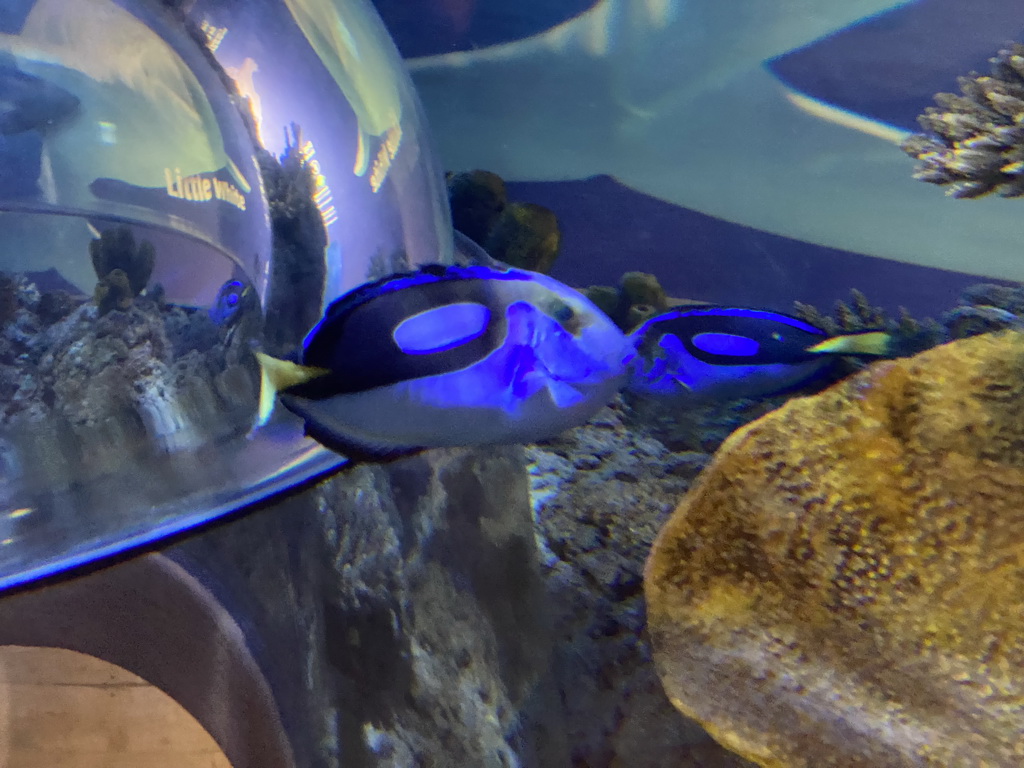 Blue Tangs at the Sea Life Porto