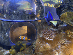 Blue Tangs and Clownfish at the Sea Life Porto
