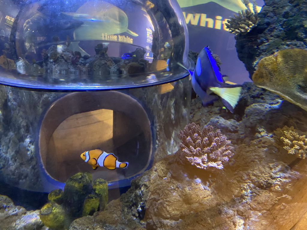 Blue Tangs and Clownfish at the Sea Life Porto