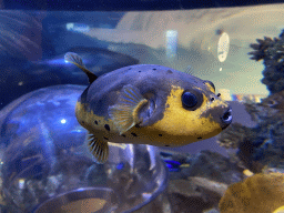 Pufferfish at the Sea Life Porto