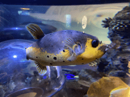 Pufferfish at the Sea Life Porto