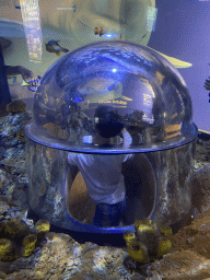 Max in an underwater tunnel and fishes at the Sea Life Porto