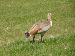 Duck at the Parque da Cidade do Porto park