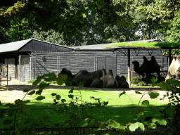 Camels at the Asia section of ZOO Planckendael