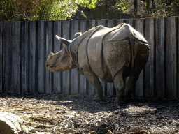 Indian Rhinoceros at the Asia section of ZOO Planckendael