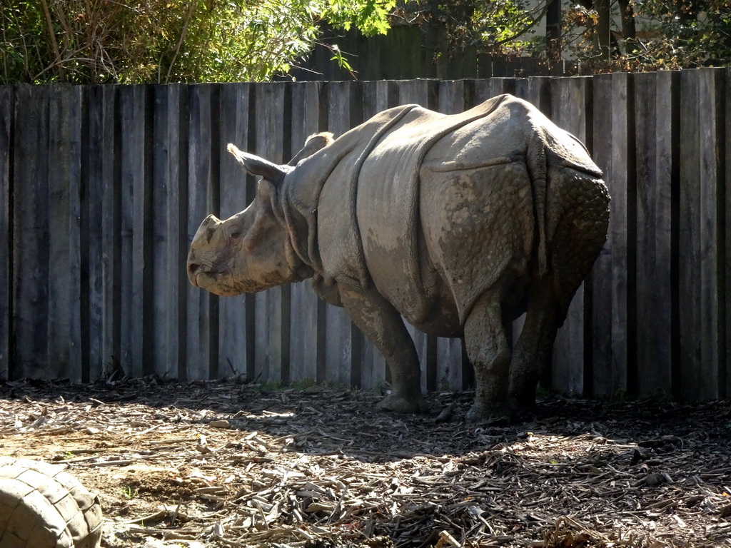 Indian Rhinoceros at the Asia section of ZOO Planckendael