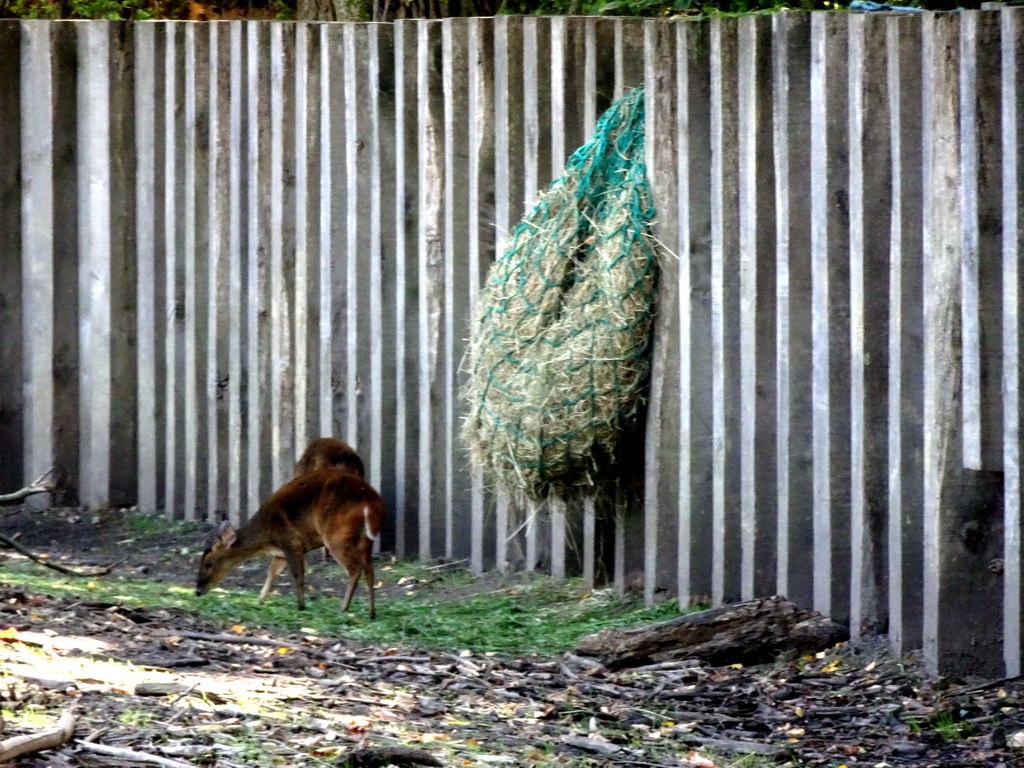 Chinese Muntjacs at the Asia section of ZOO Planckendael