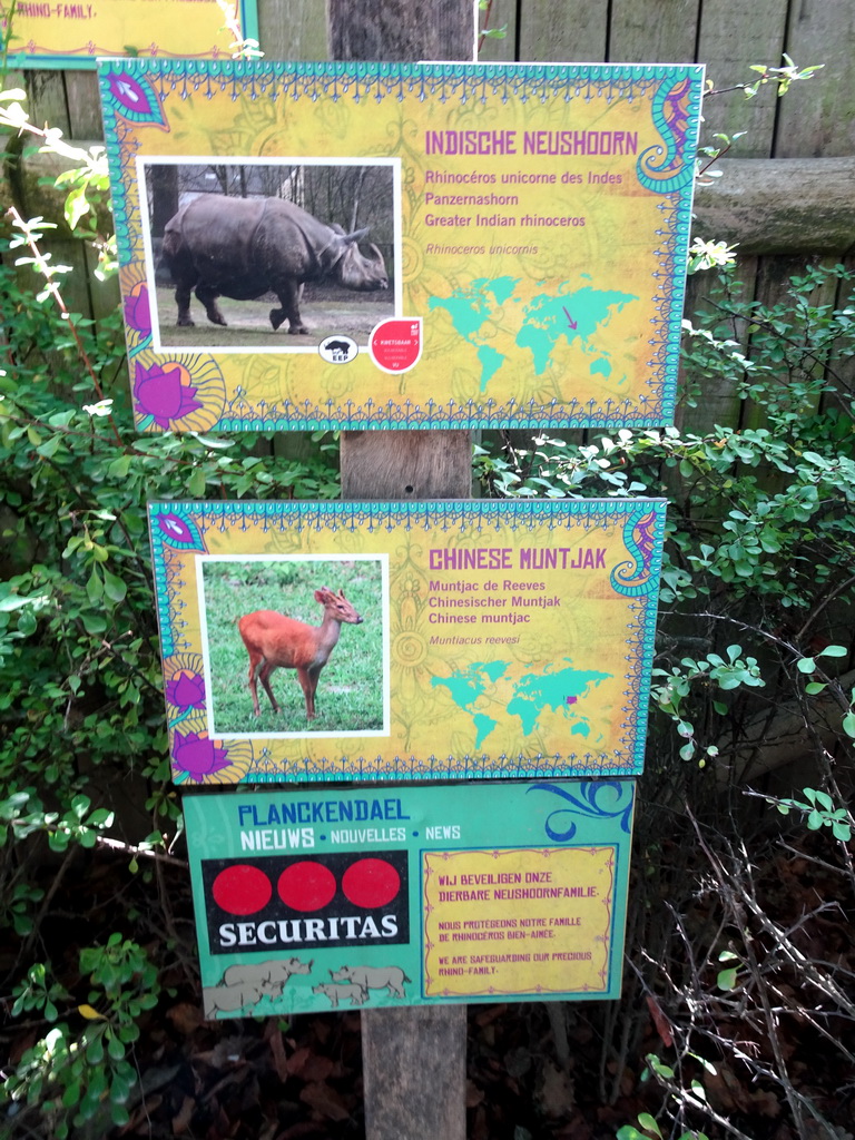 Explanation on the Indian Rhinoceros and Chinese Muntjac at the Asia section of ZOO Planckendael