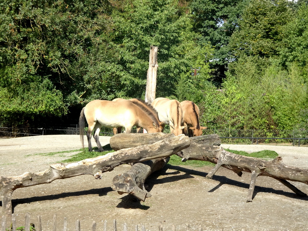 Przewalski`s Horses at the Asia section of ZOO Planckendael