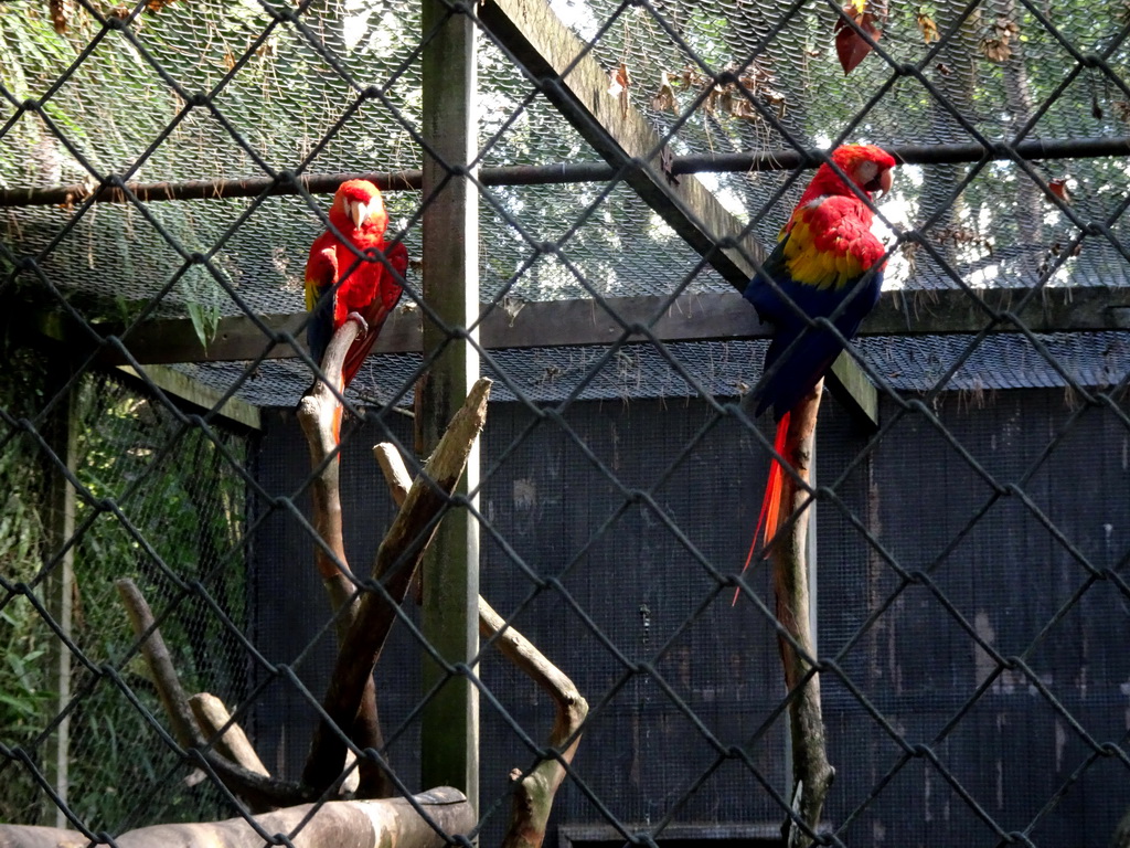 Scarlet Macaws at the America section of ZOO Planckendael