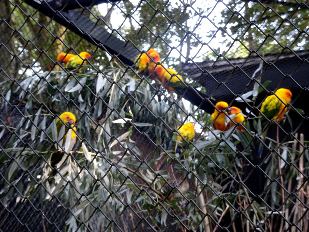 Sun Conures at the America section of ZOO Planckendael