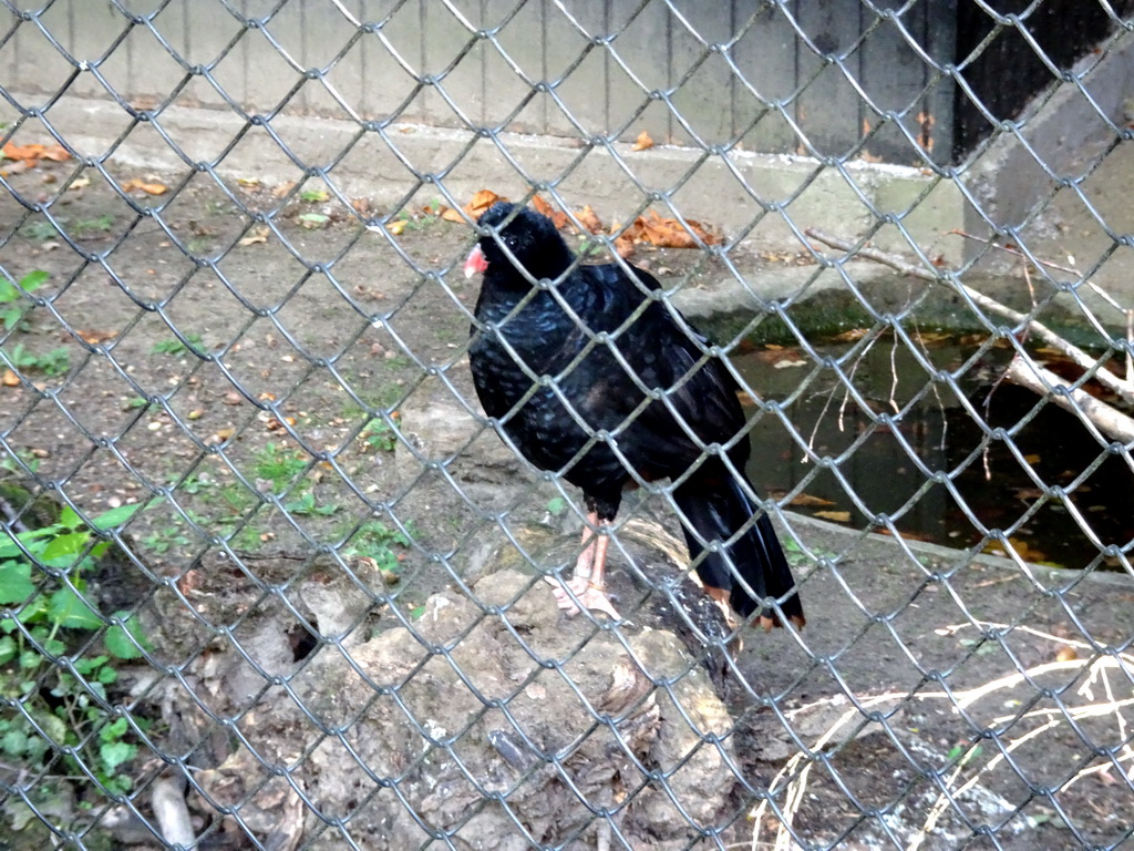 Crestless Curassow at the America section of ZOO Planckendael
