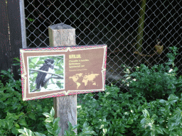Spectacled Owl at the America section of ZOO Planckendael, with explanation