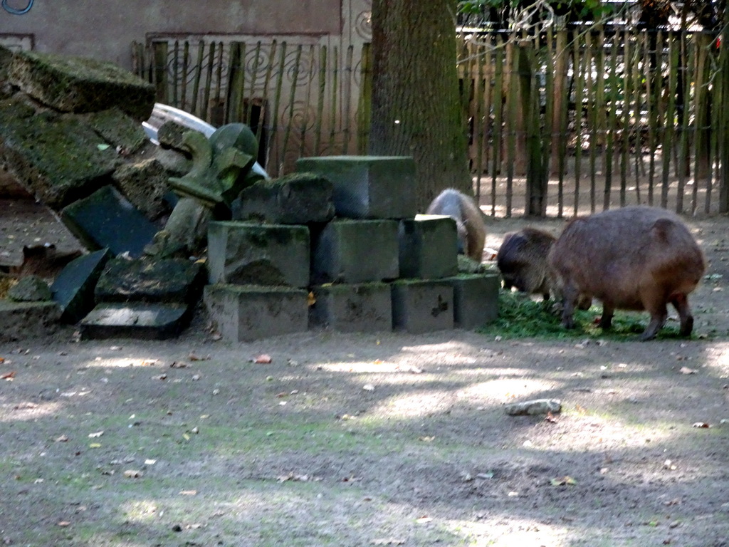 White-lipped Peccaries at the America section of ZOO Planckendael