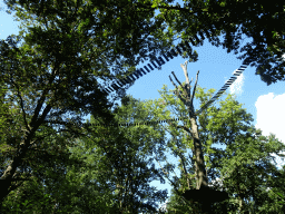 Trees with walkways at the monkey island at the America section of ZOO Planckendael