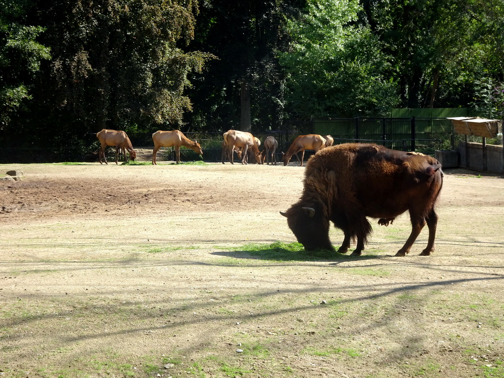 American Bison and Wapitis at the America section of ZOO Planckendael