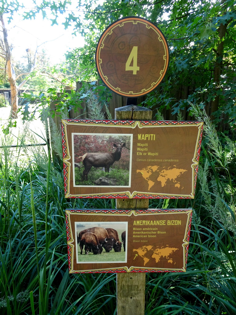 Explanation on the Wapiti and American Bison at the America section of ZOO Planckendael