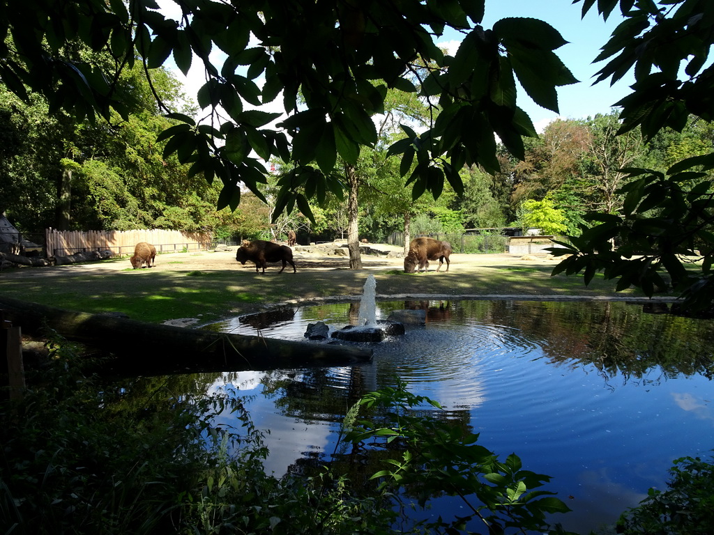 Fountain and American Bisons at the America section of ZOO Planckendael