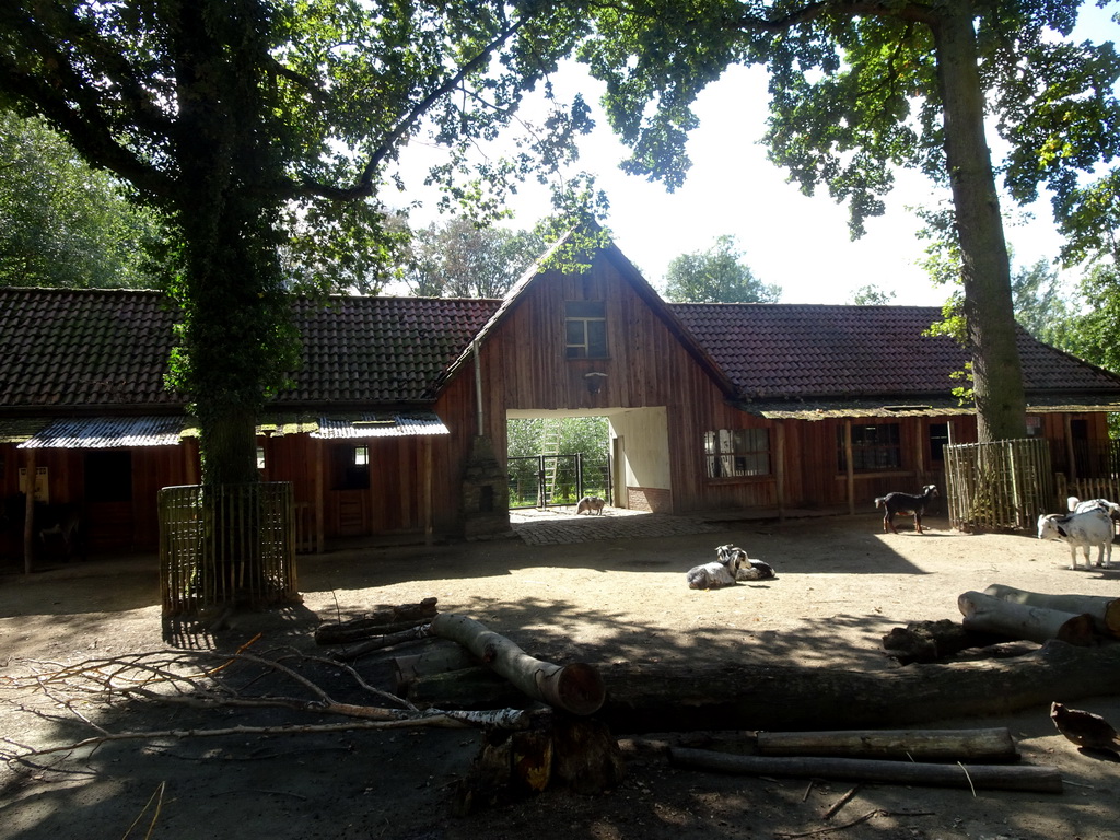 Goats and Pig at the petting zoo at the America section of ZOO Planckendael