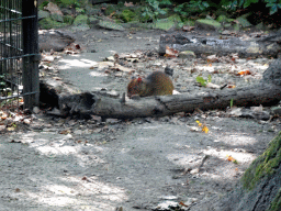 Black-rumped Agouti at the America section of ZOO Planckendael