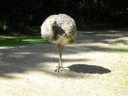 mechelen_2_033 - 371 kb - 1024x768 - Darwin`s Rhea at the America section of ZOO Planckendael Darwin`s Rhea at the America section of ZOO Planckendael